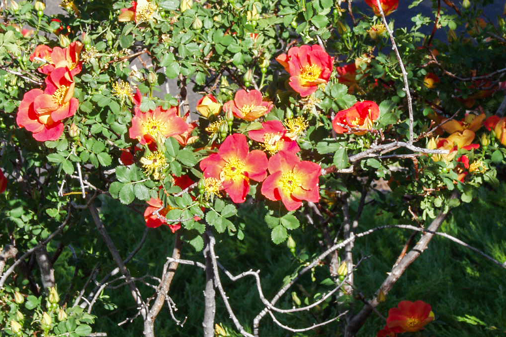 Austrian Copper Rose